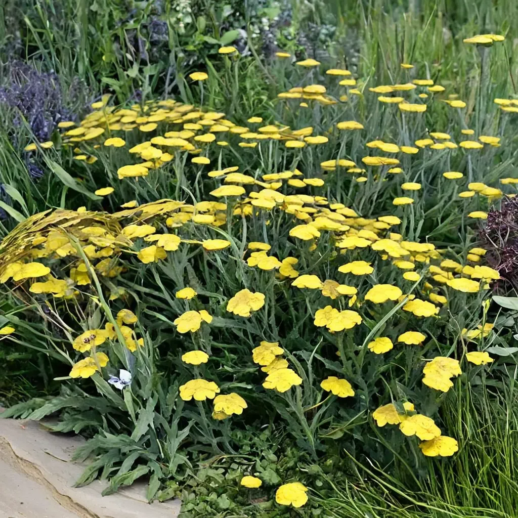 Moonshine Yarrow