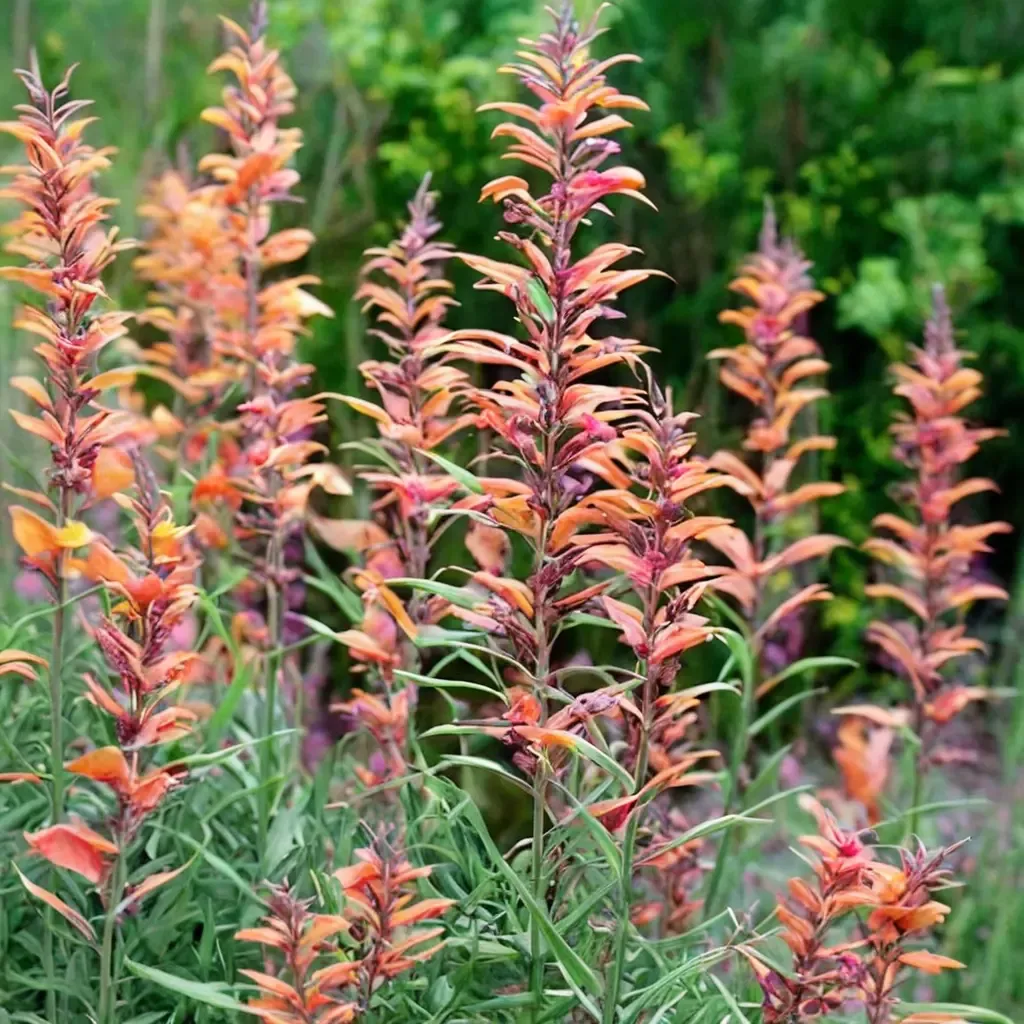 Apache Sunset Hyssop