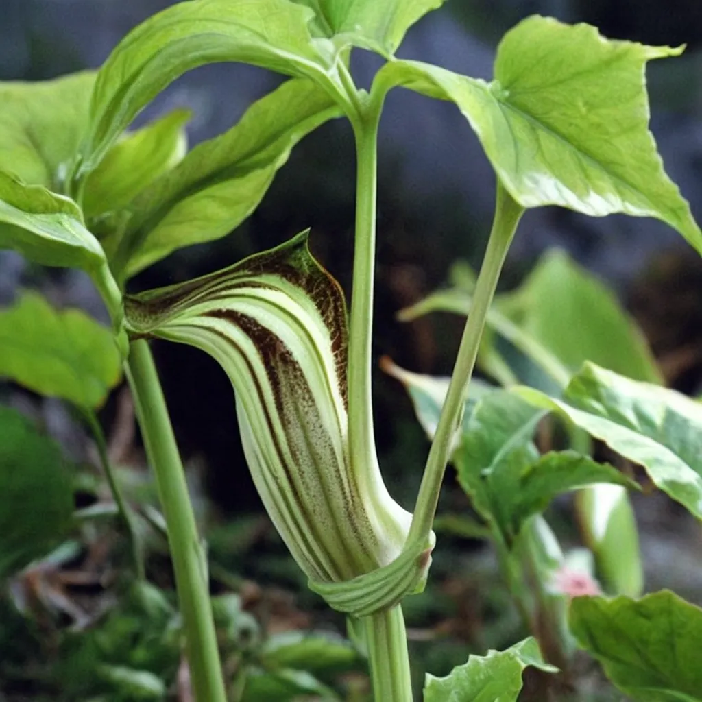 Amur Cobra Lily