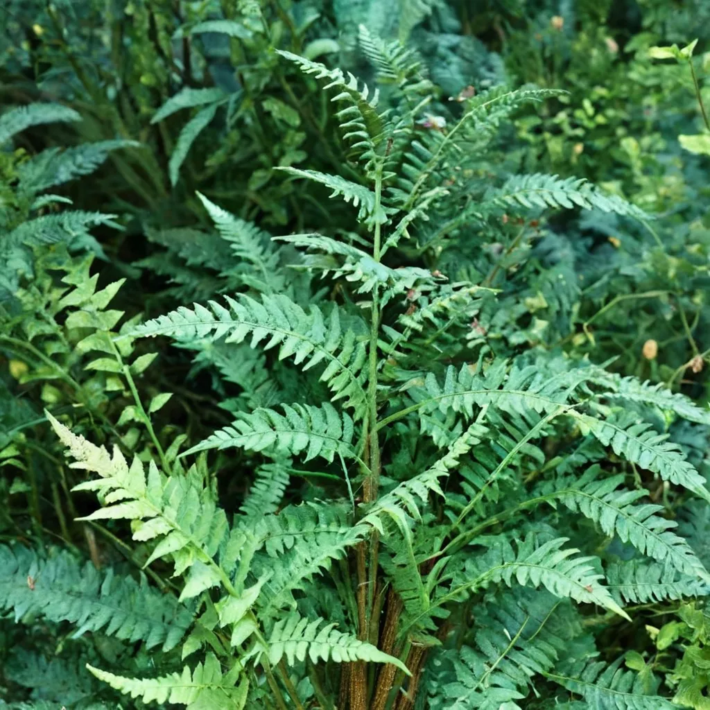 Stableri Crisped Fern