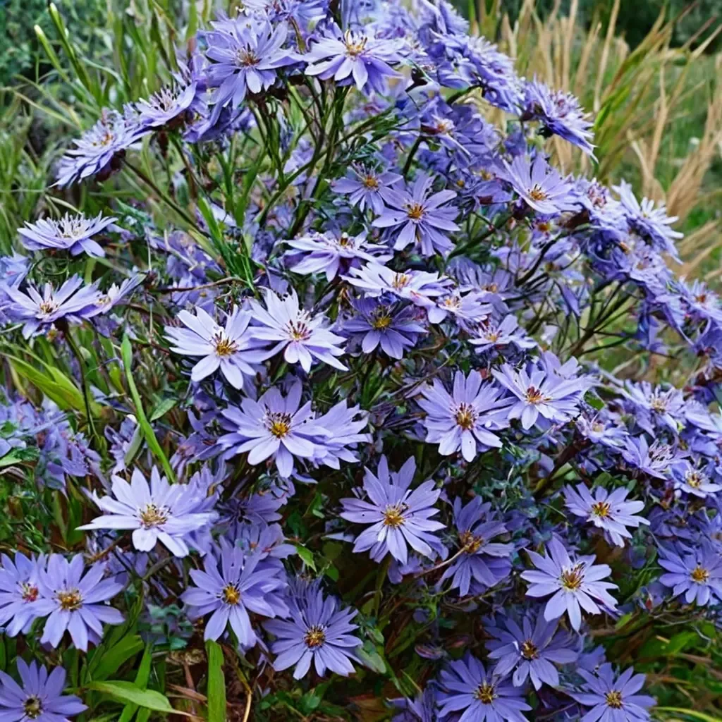 Little Carlow Blue Wood Aster