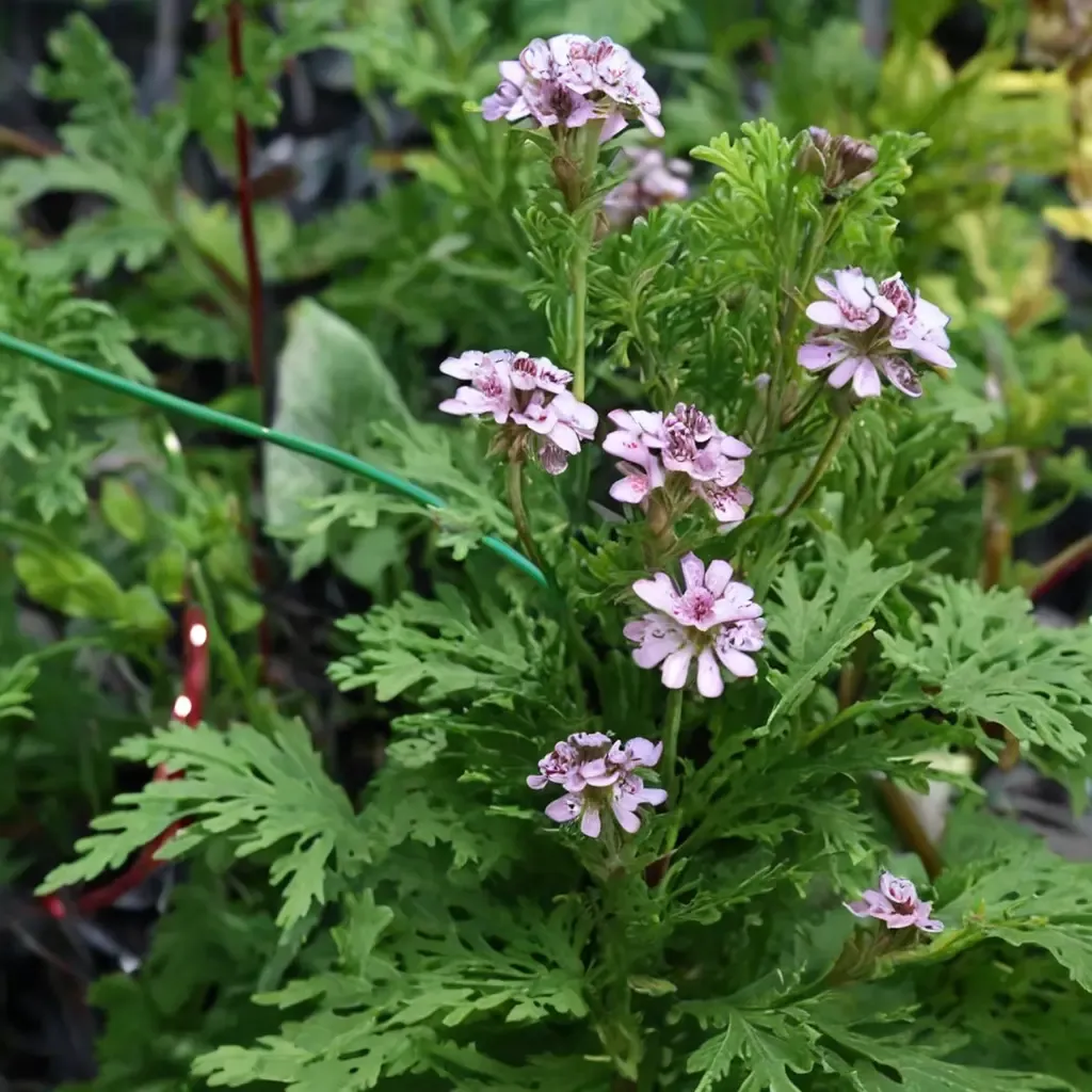 Rose Scented Geranium