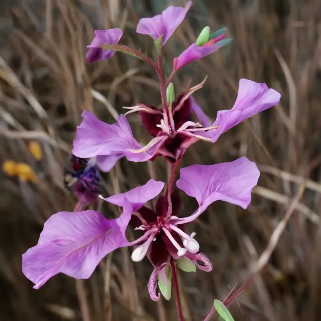 Woodland Clarkia