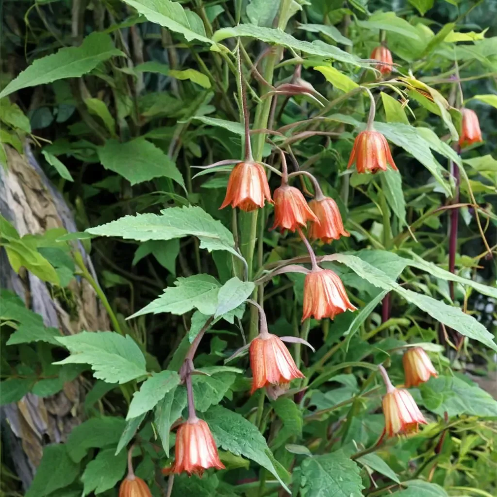 Canary Bellflower