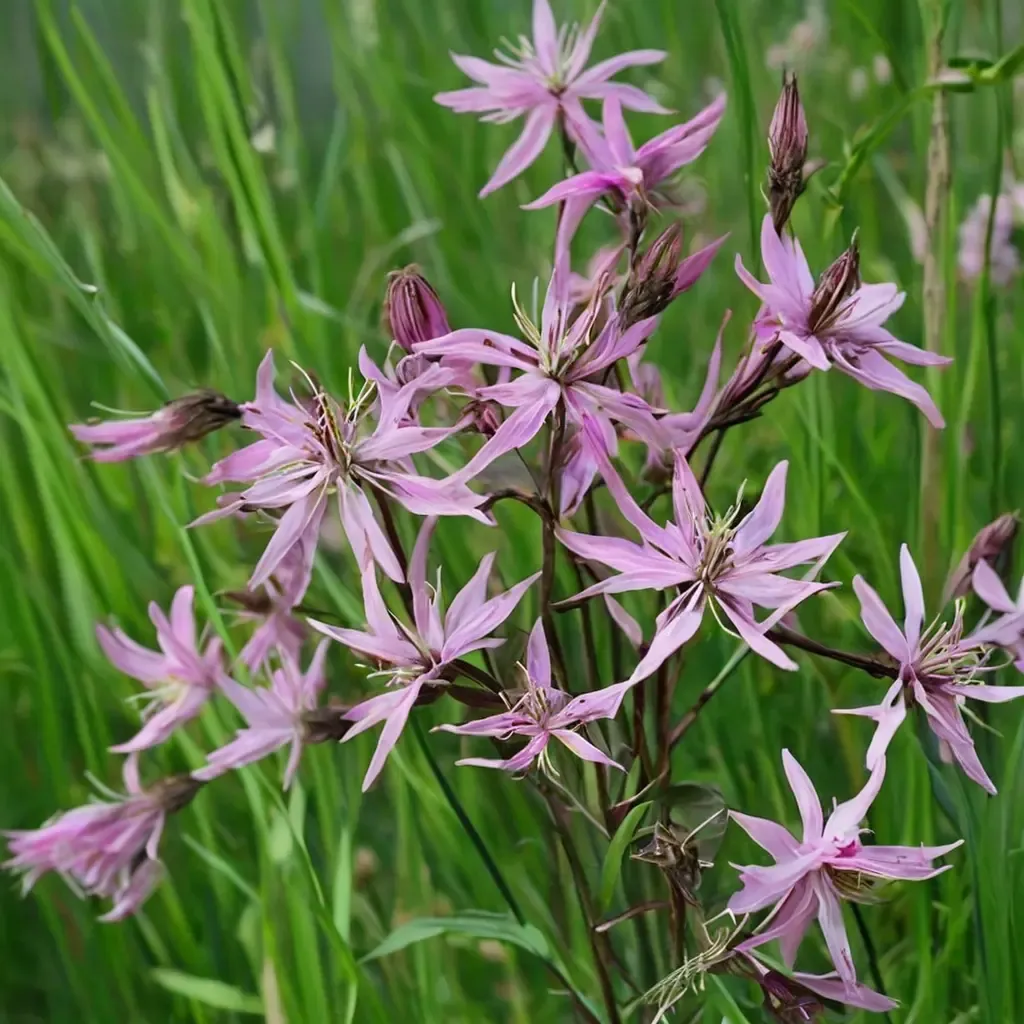 Ragged-robin