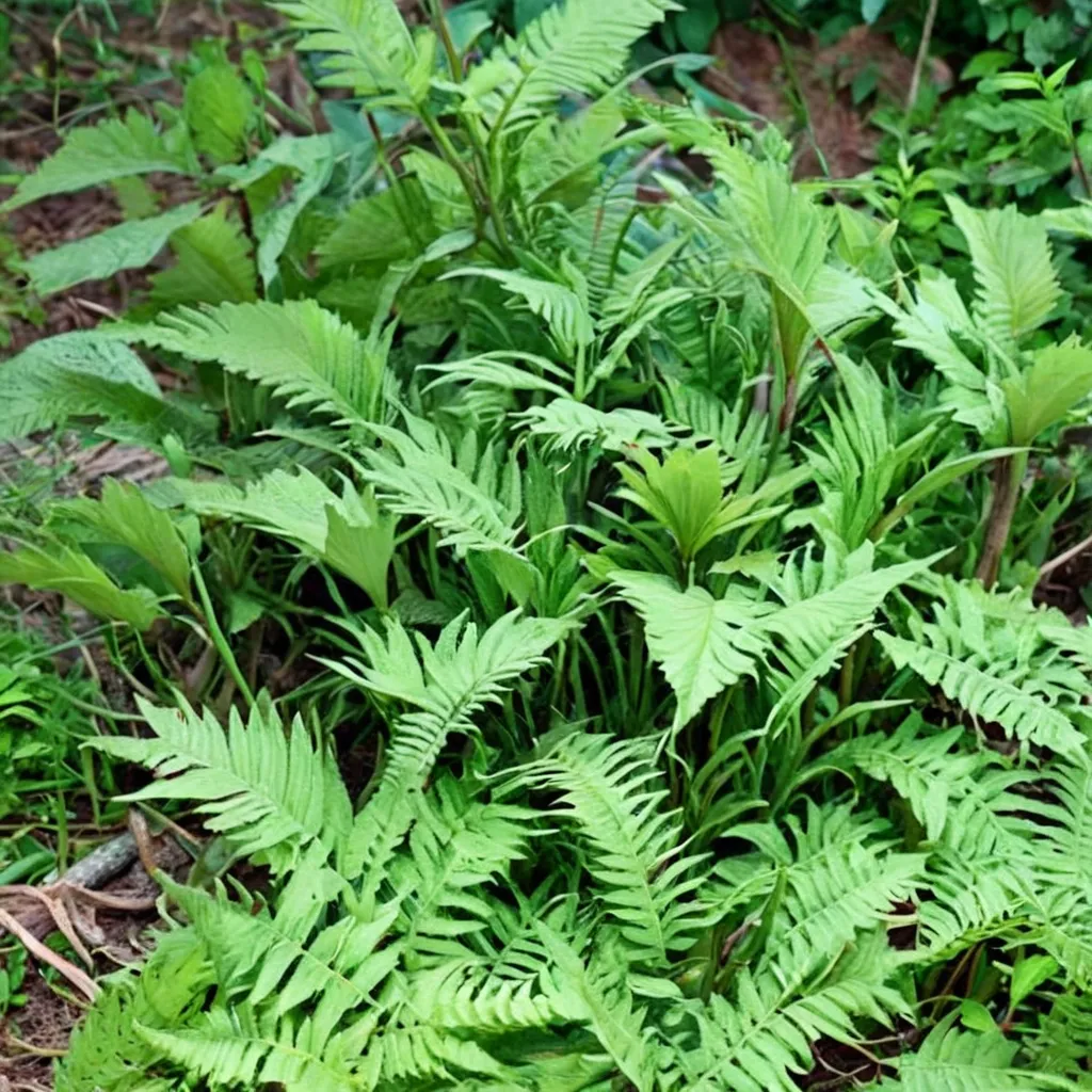 Eco Maiden Lace Fern