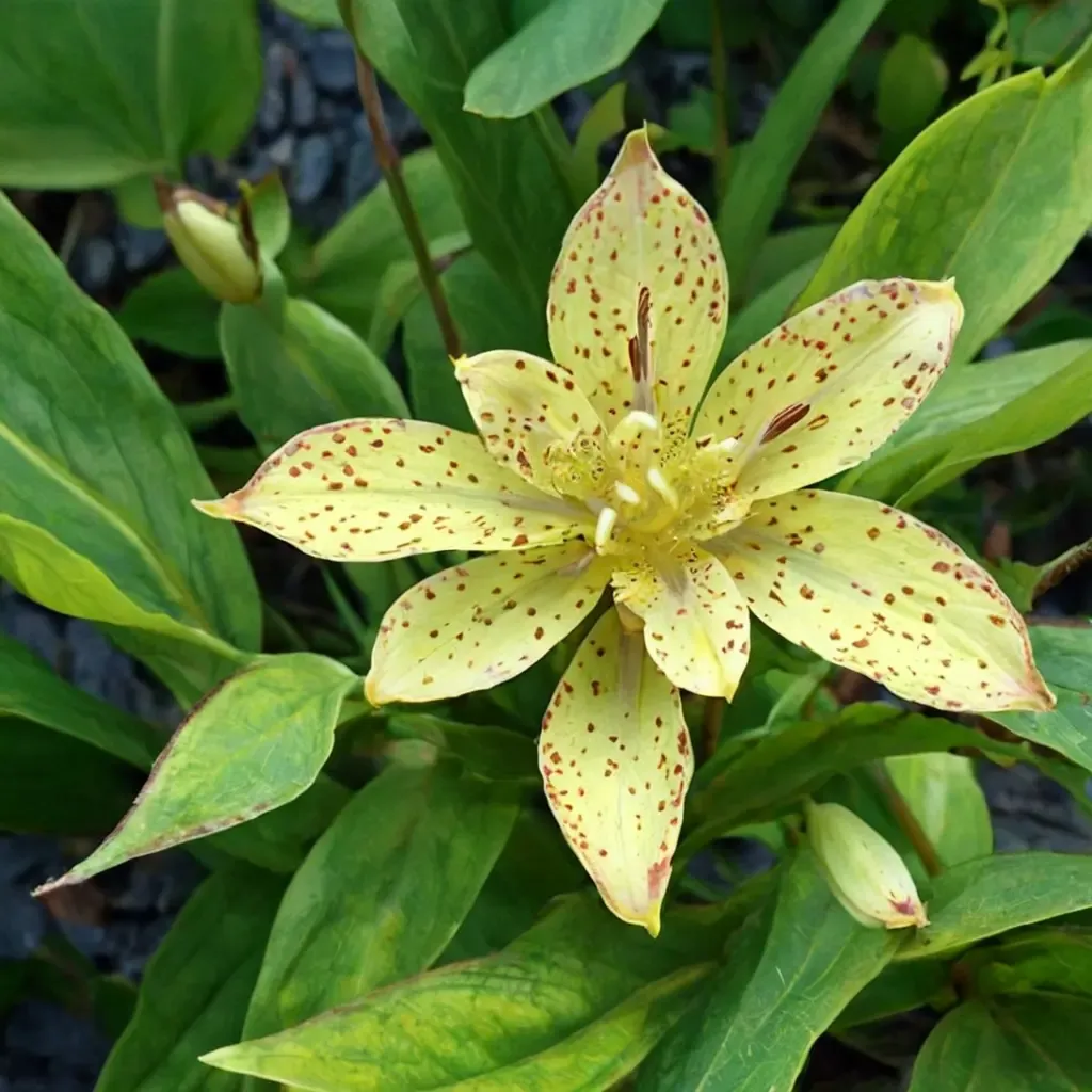 Yellow Toad Lily