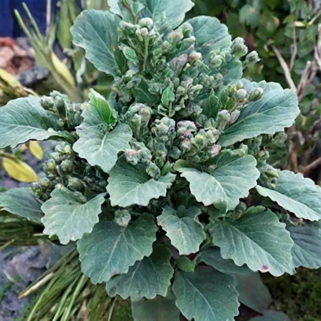 Ornamental Kale