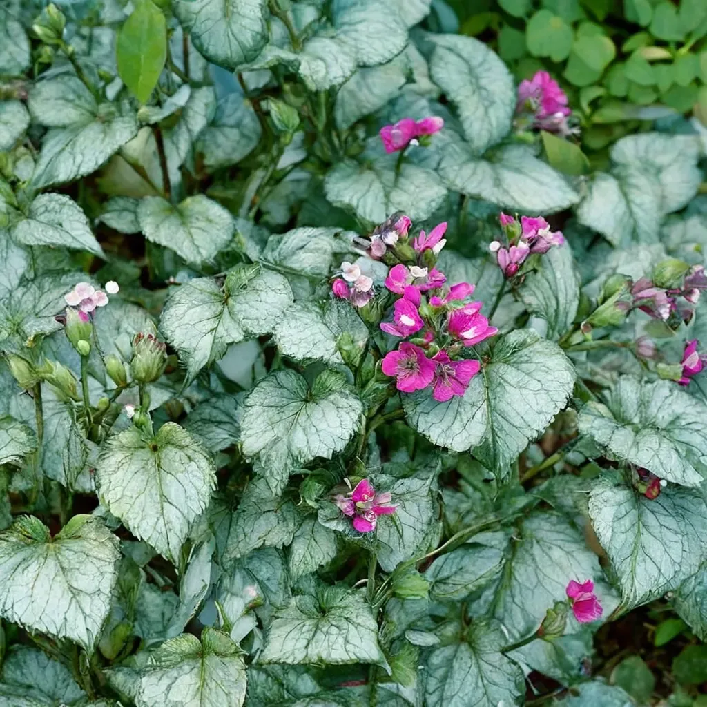 Beacon Silver Deadnettle