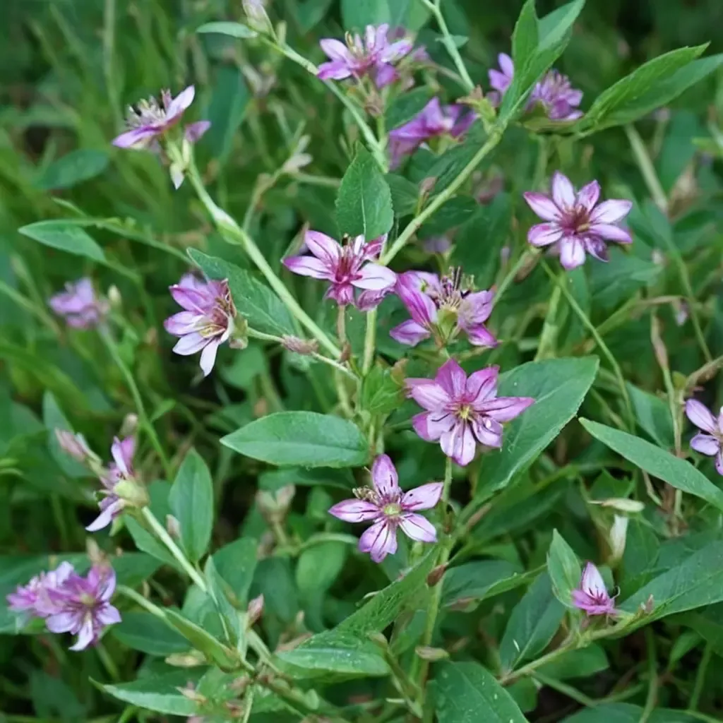 Sticky Cuphea