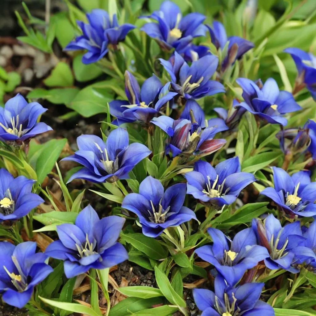 Japanese Gentian