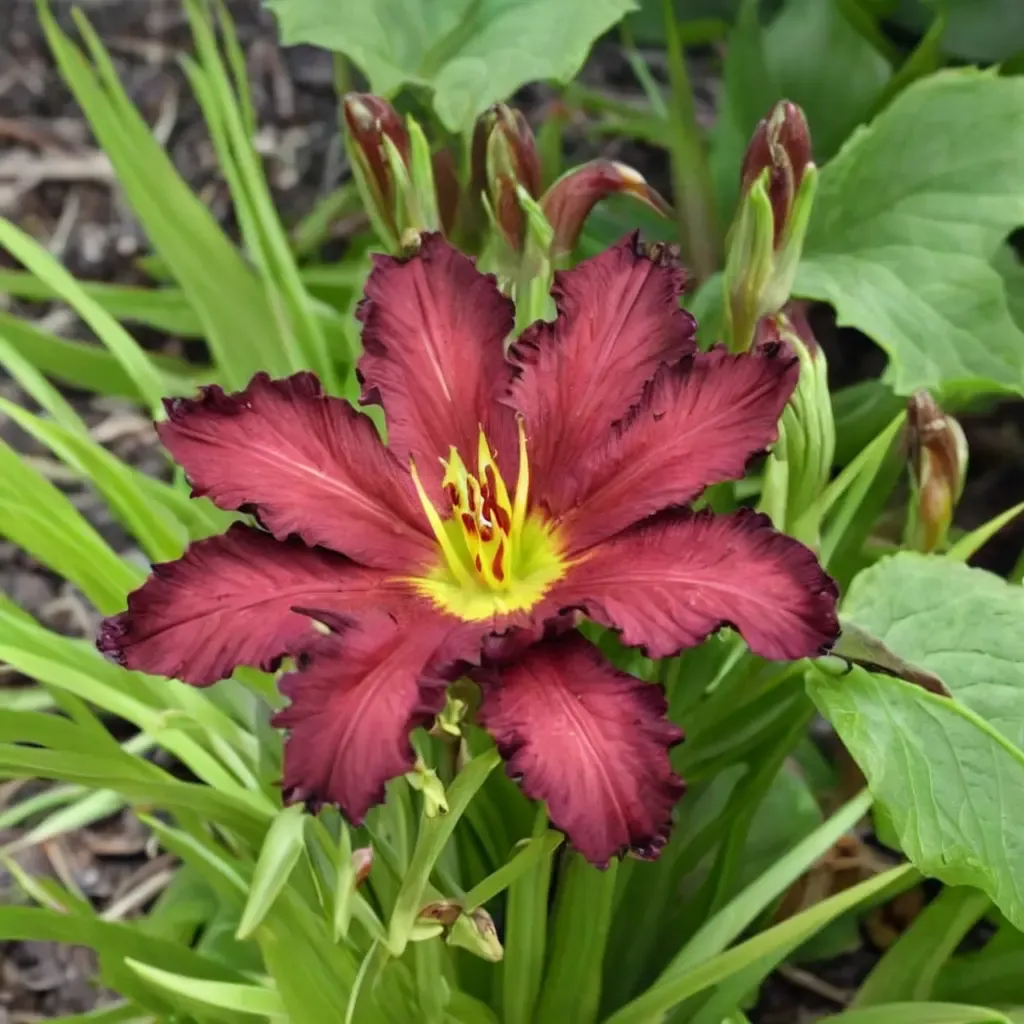 Daylily Pardon Me