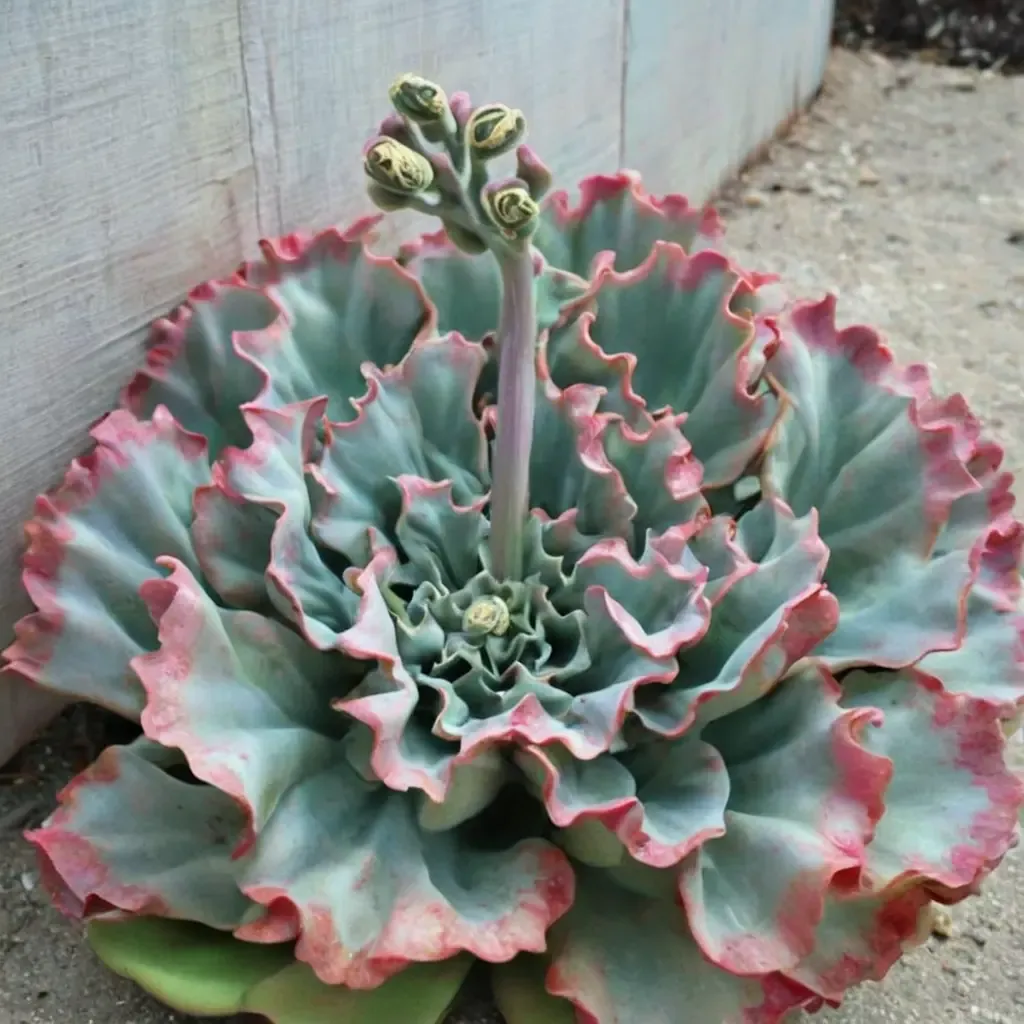 Lady Aquarius Echeveria