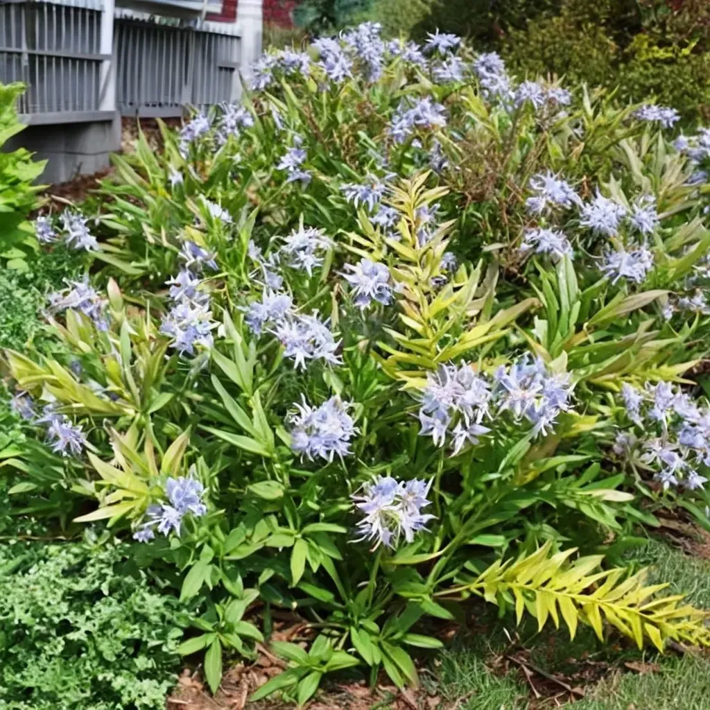 Willowleaf Blue Star
