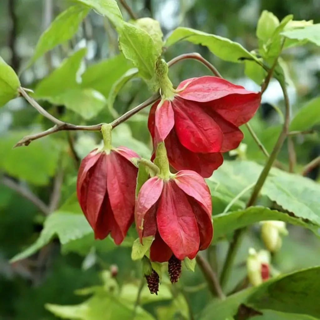 Voodoo Trailing Abutilon