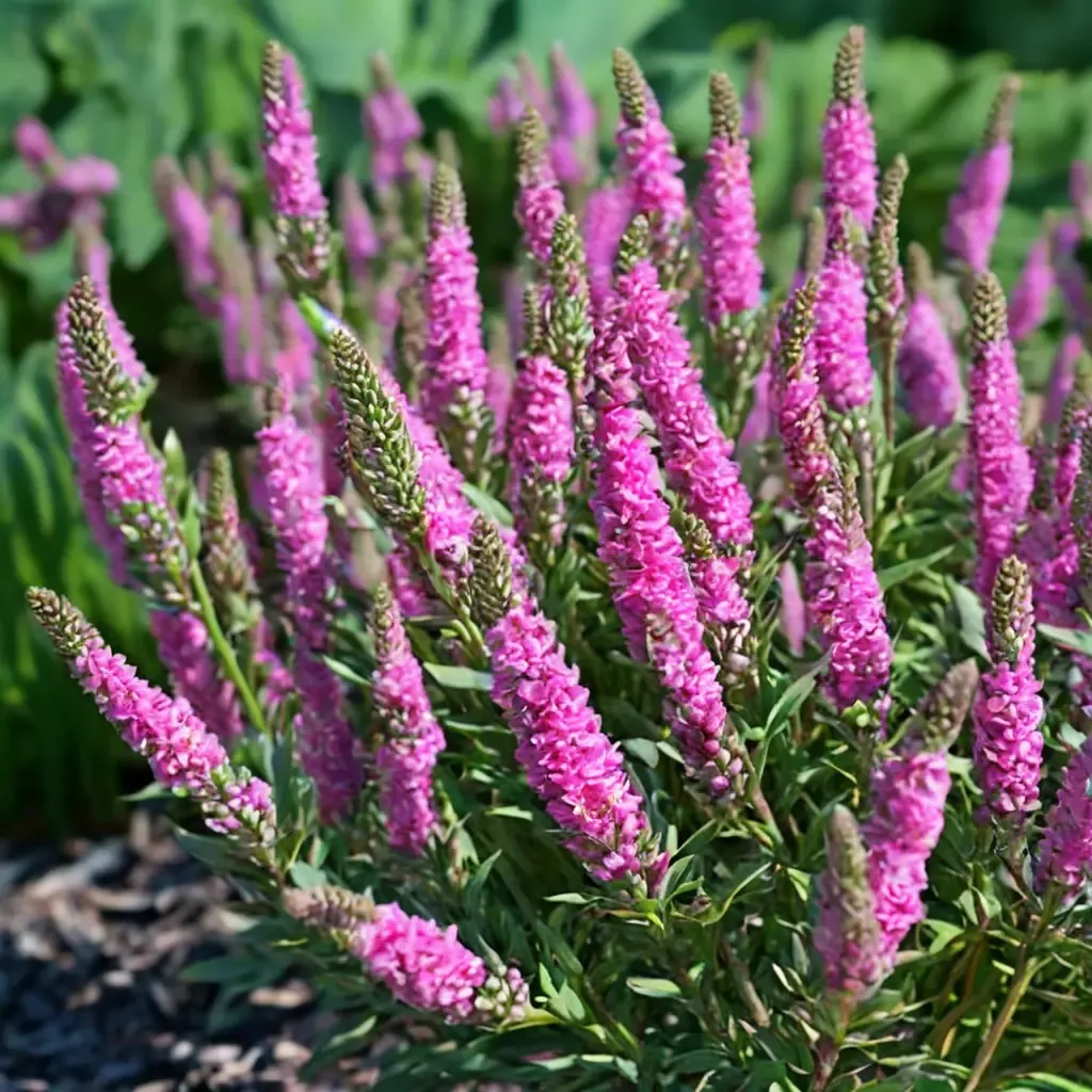 Aspire Speedwell