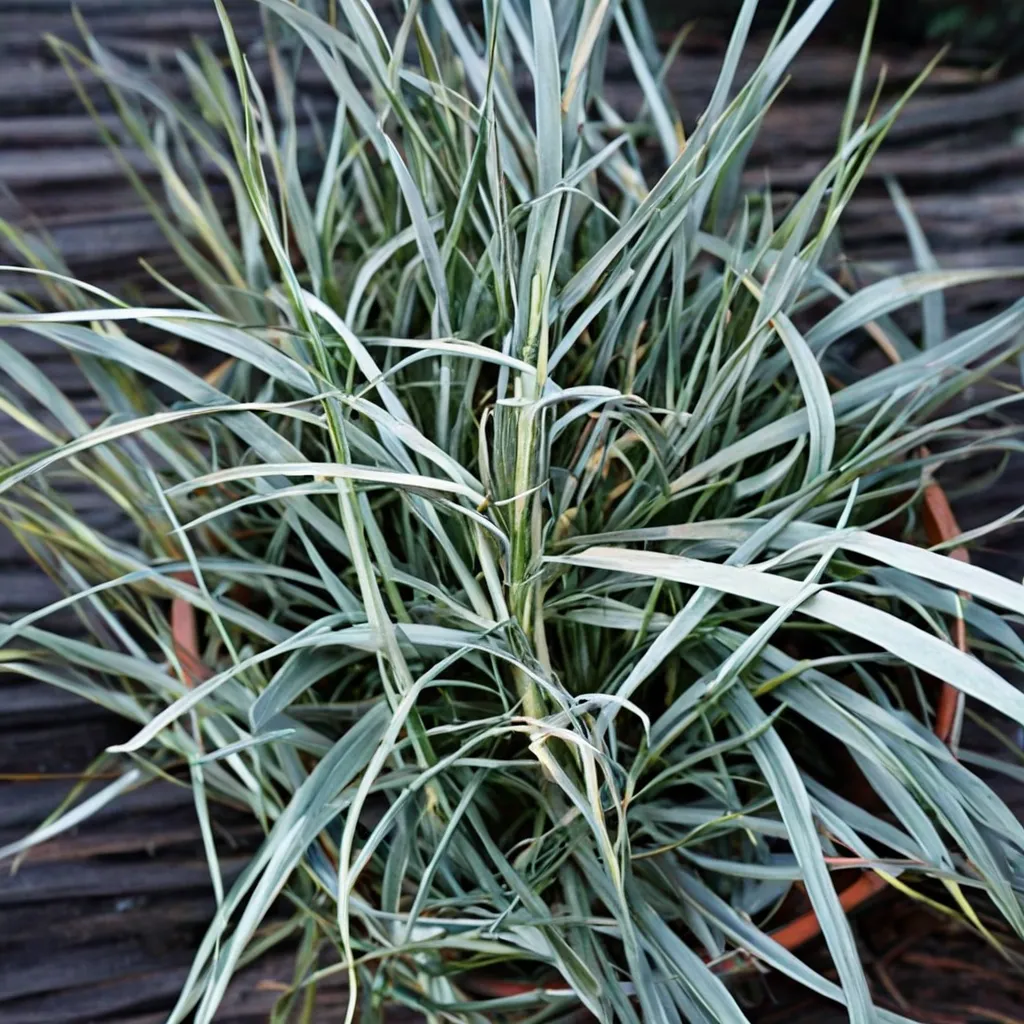 Comet Mondo Grass