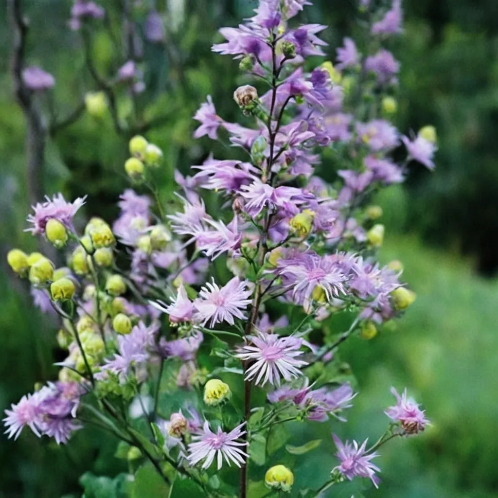 Lavender Mist Meadow Rue