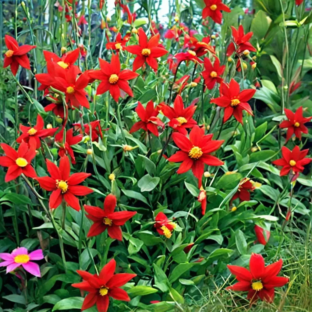 Scarlet Dahlia