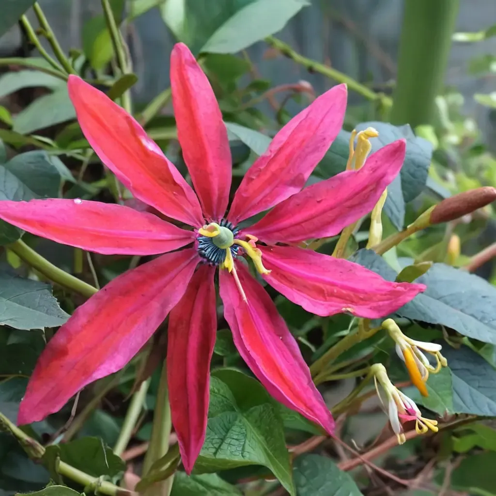 Susan Brigham Passionflower