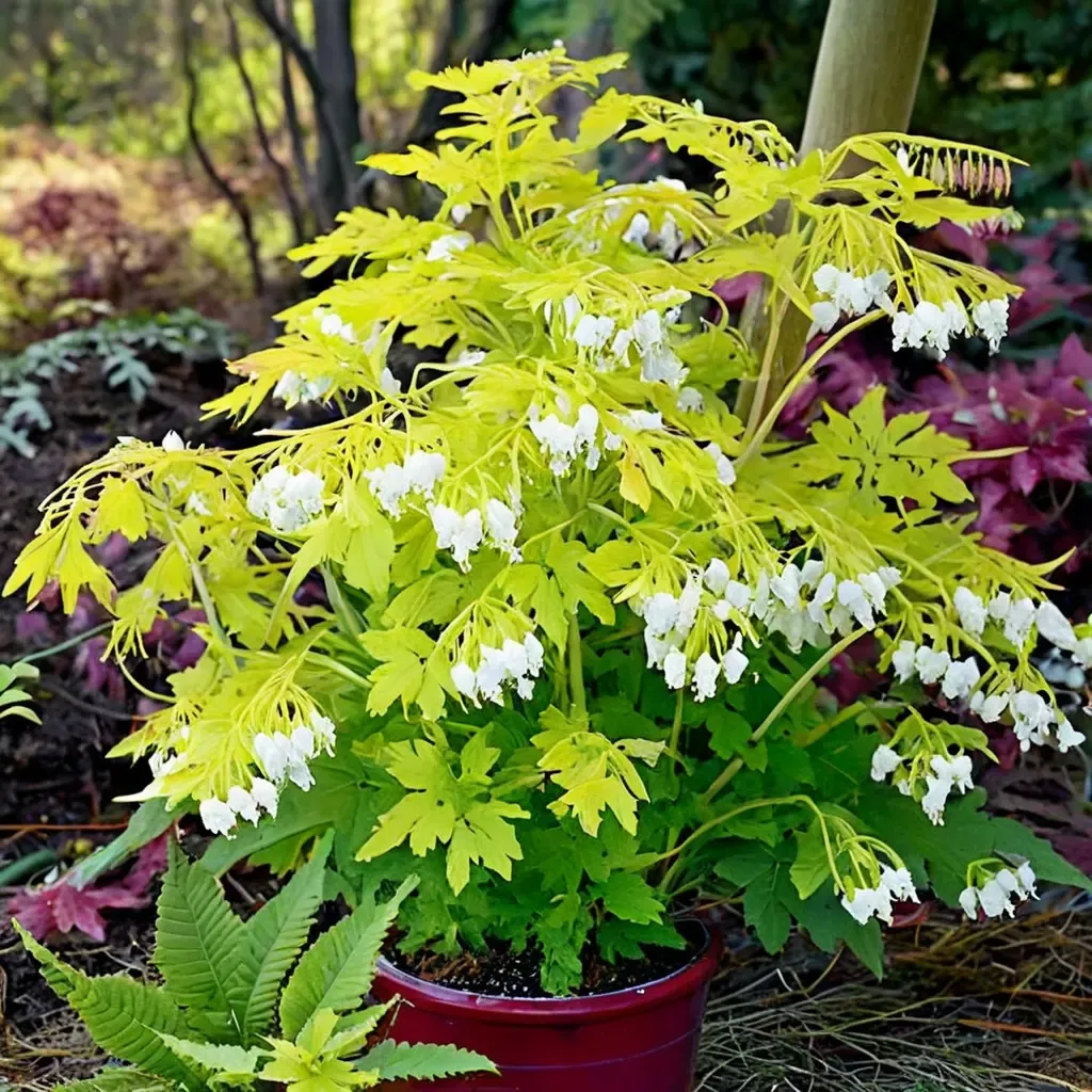 White Gold Bleeding Heart