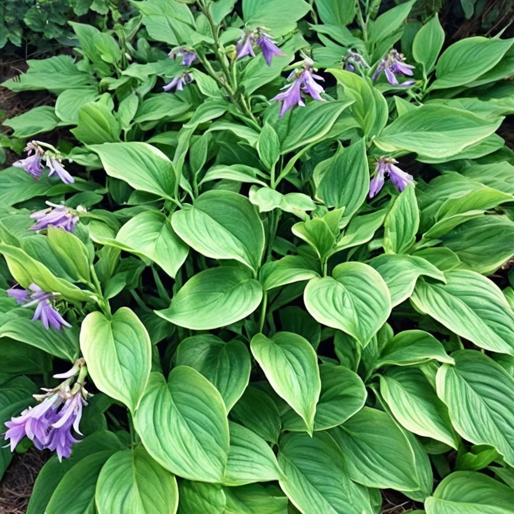 Hosta ventricosa