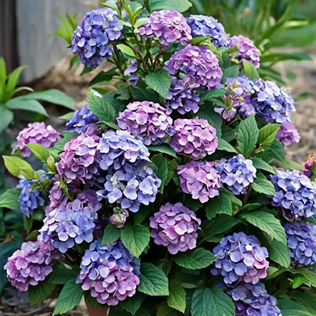 Bloomstruck Hydrangea