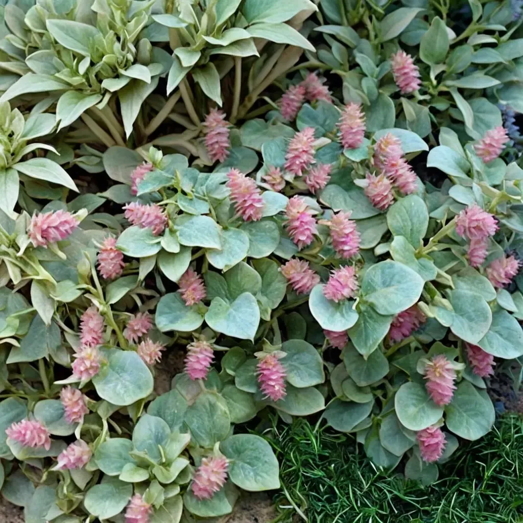 Kent Beauty Oregano