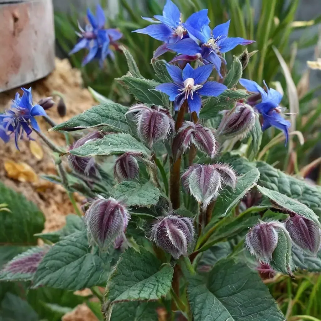 Borage