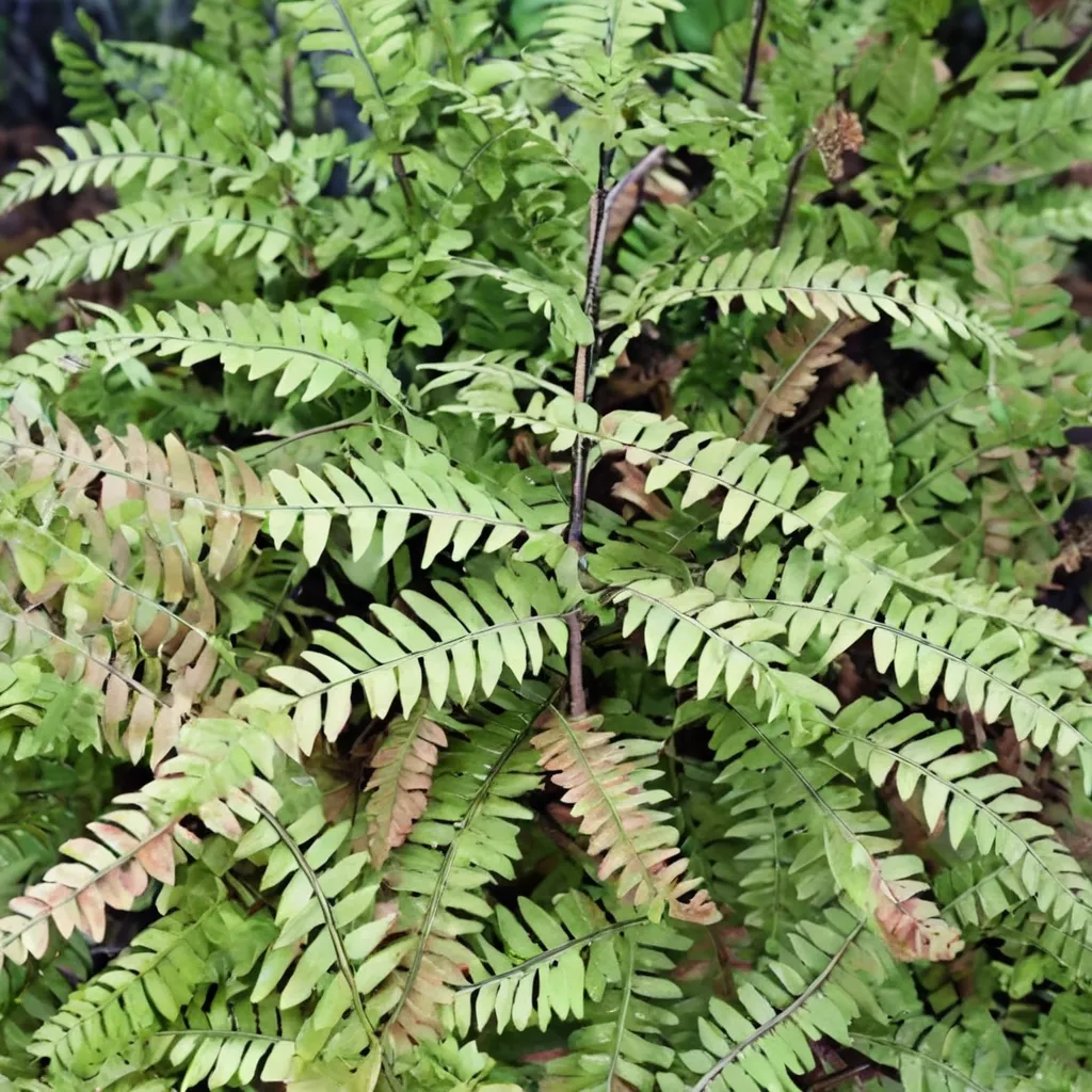 Japanese Maidenhair Fern