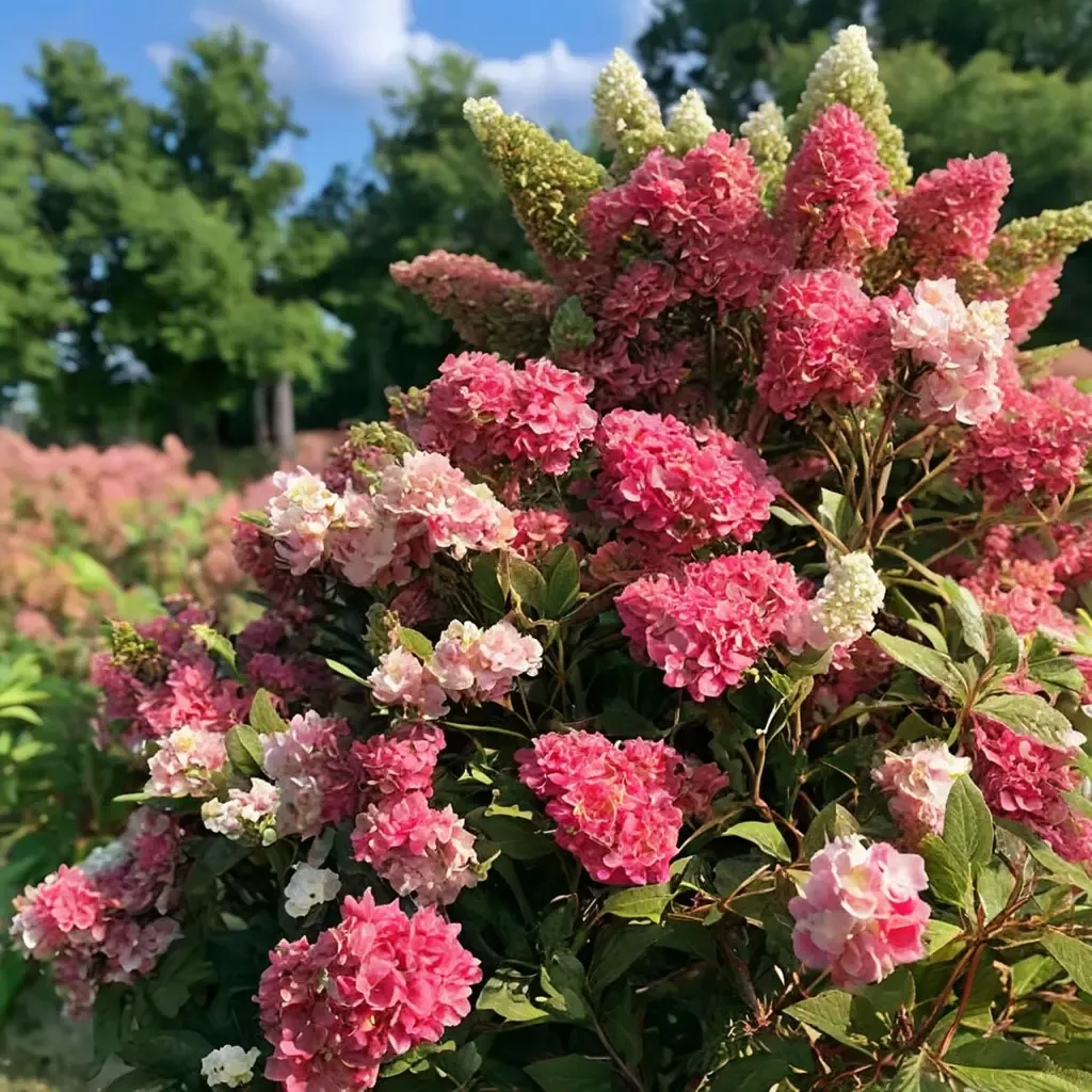 Berry White Hydrangea