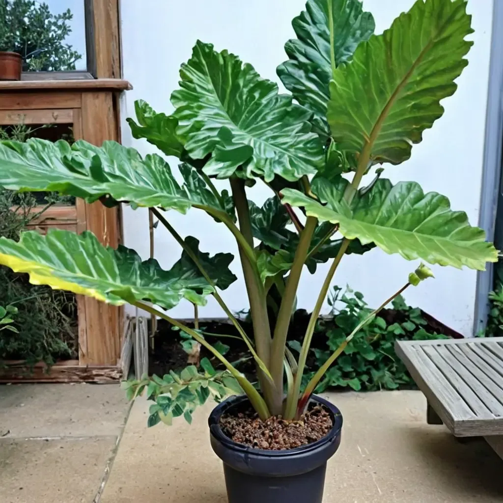 Portodora Elephant Ear