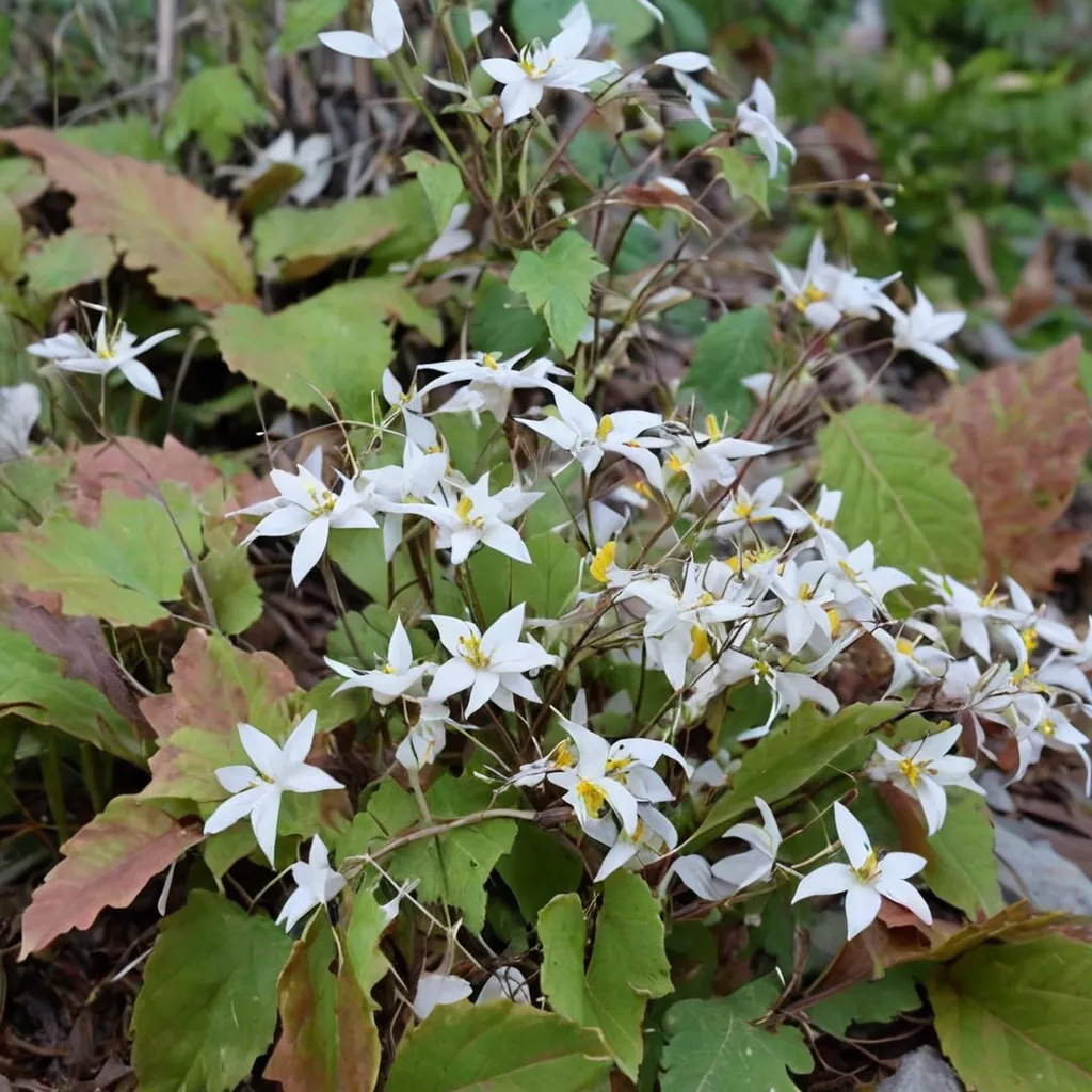 Starry Barrenwort