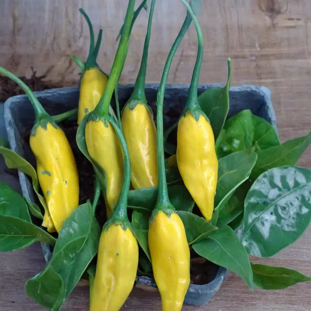 Lemon Drop Pepper