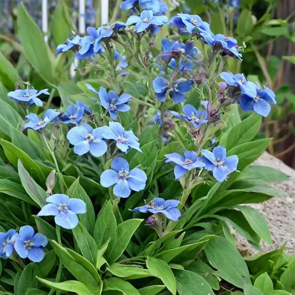 Chinese Forget-me-not