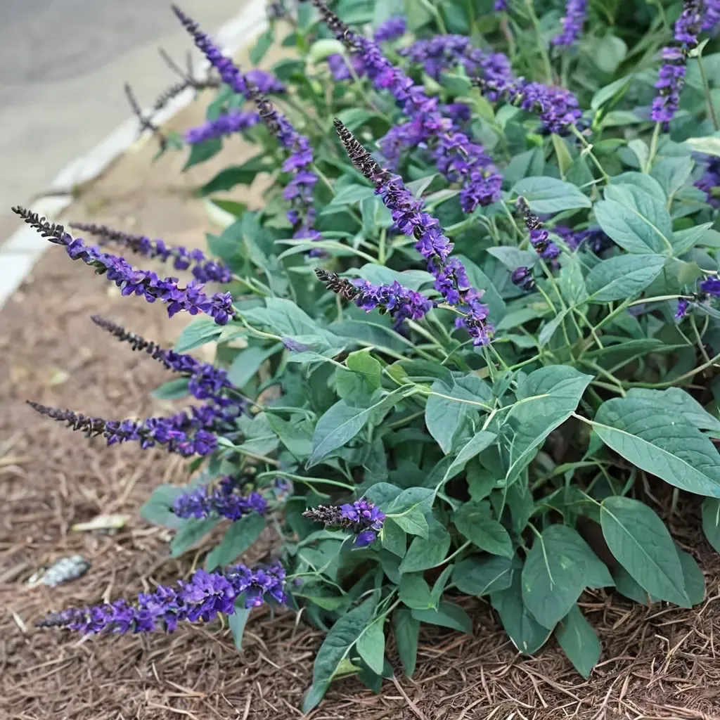 Blue Chip Jr. Butterfly Bush