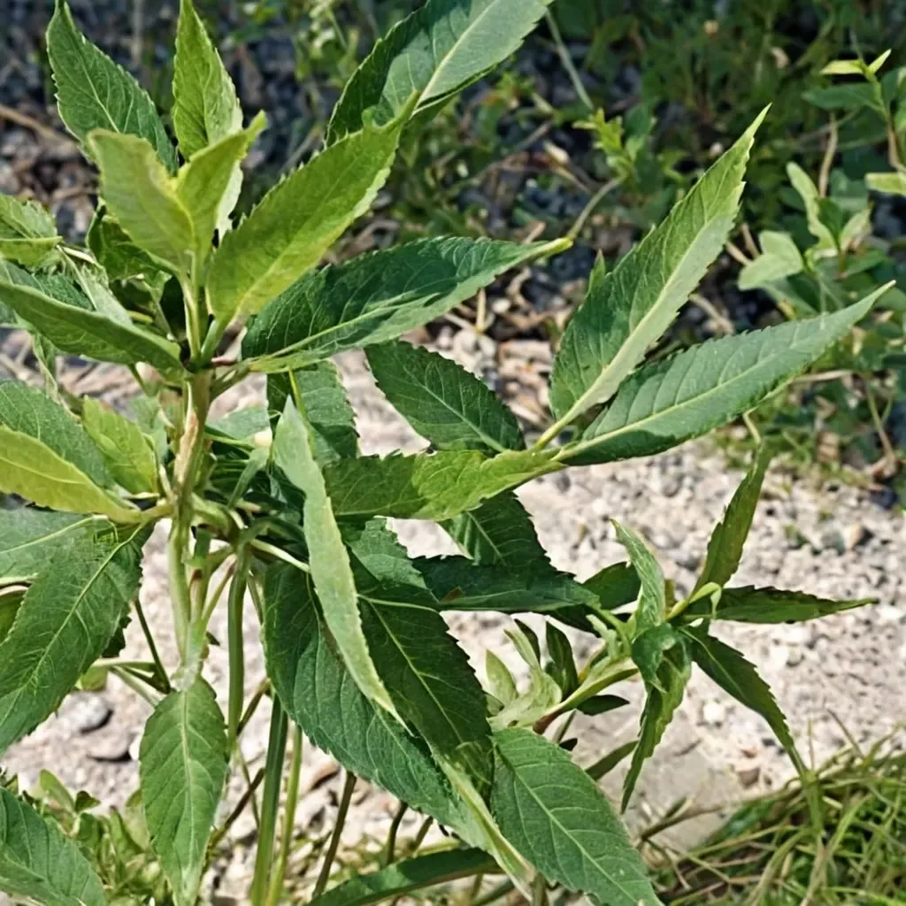 Crack Willow