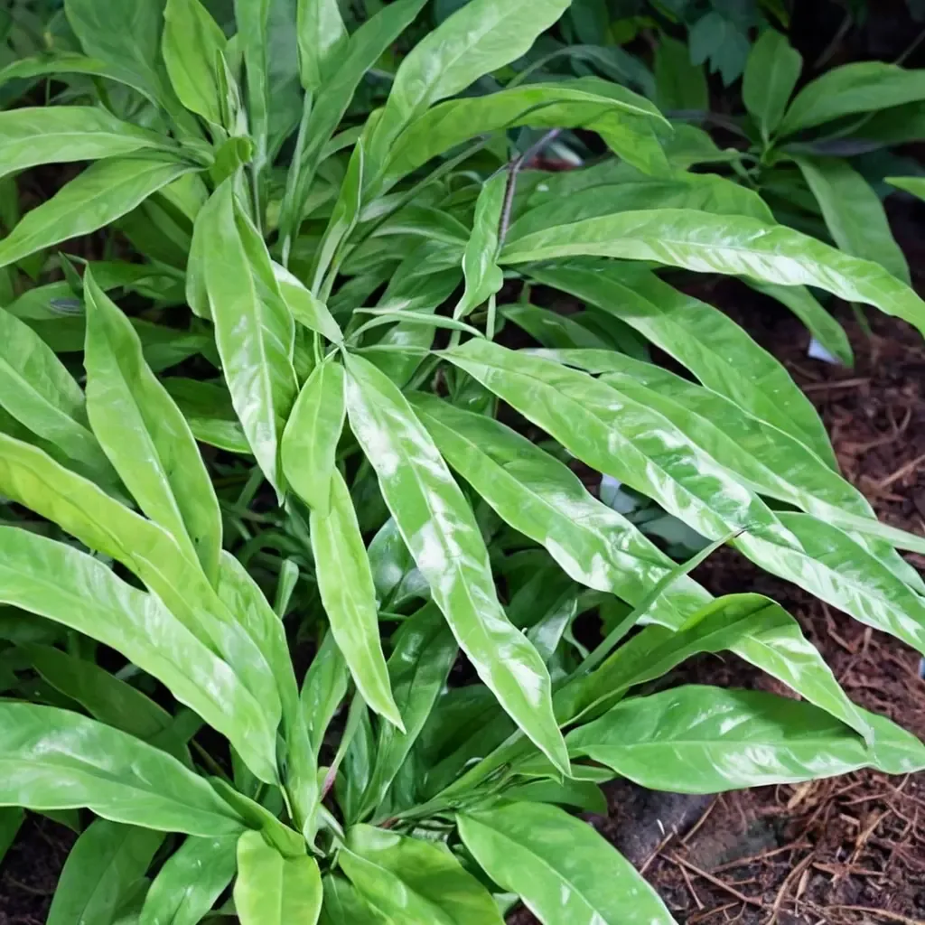 Japanese Bamboo Fern