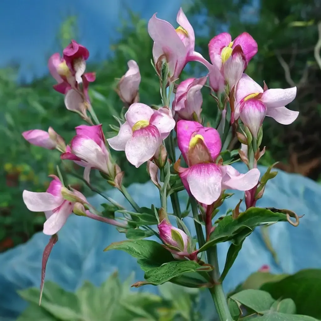 Three Birds Toadflax
