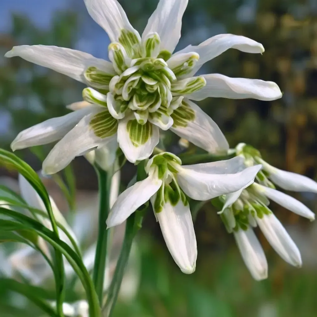 Double Snowdrop