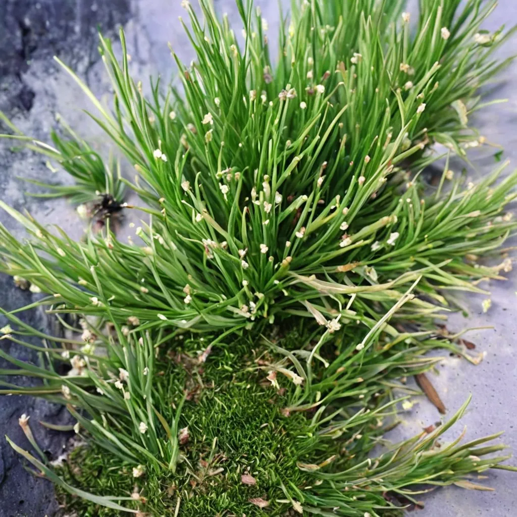 Creeping Spikerush