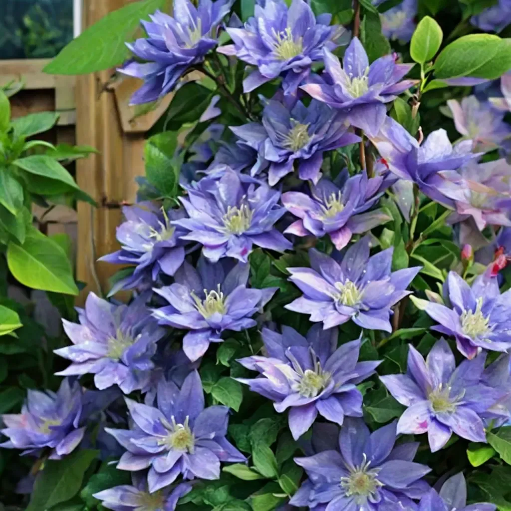 Blue Explosion Clematis