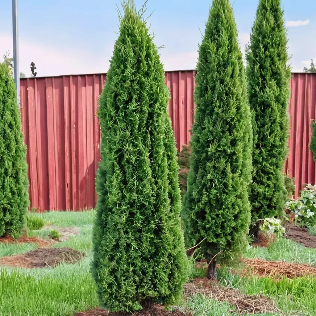 Degroot's Spire Arborvitae