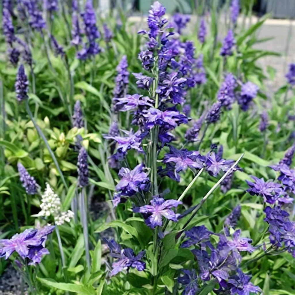 Mealy Blue Sage