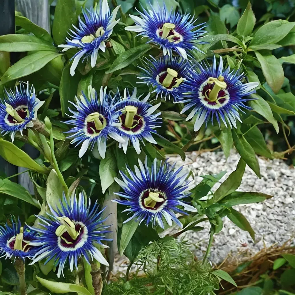 Blue Passionflower
