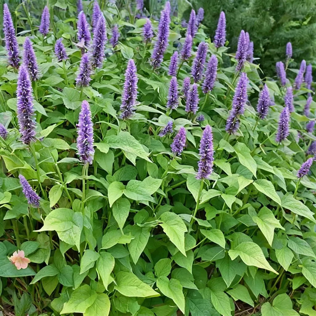 Anise Hyssop