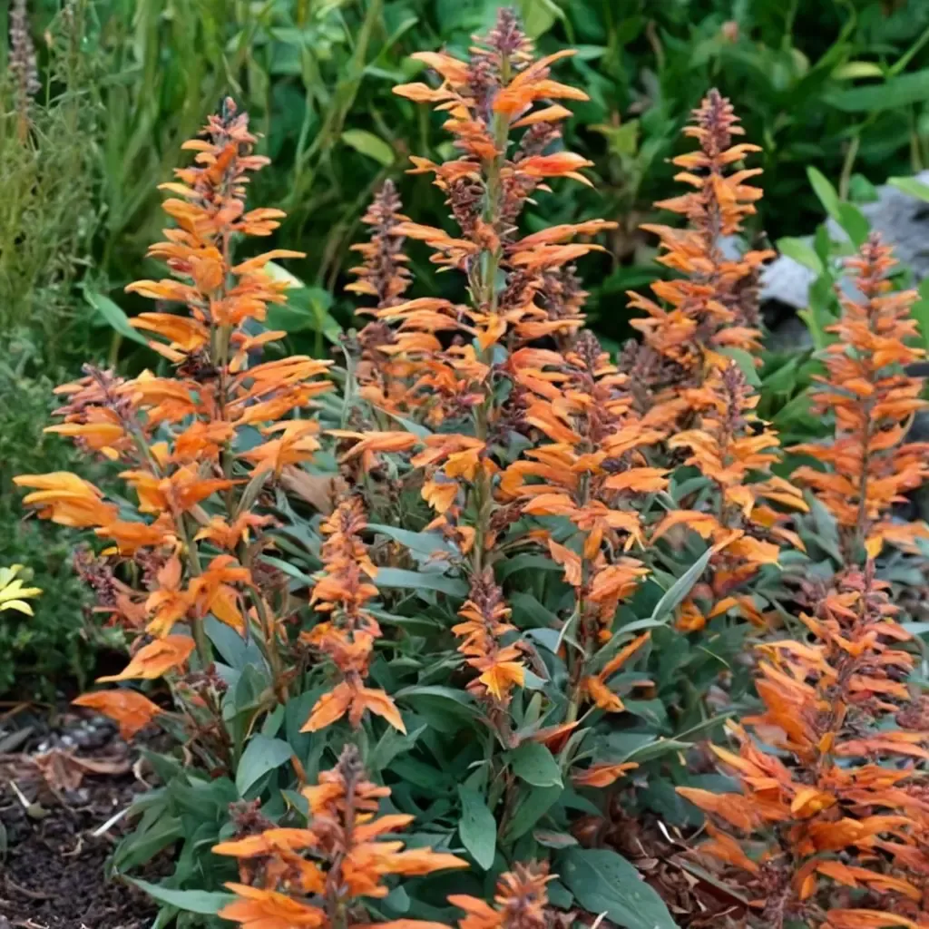 Apricot Hyssop
