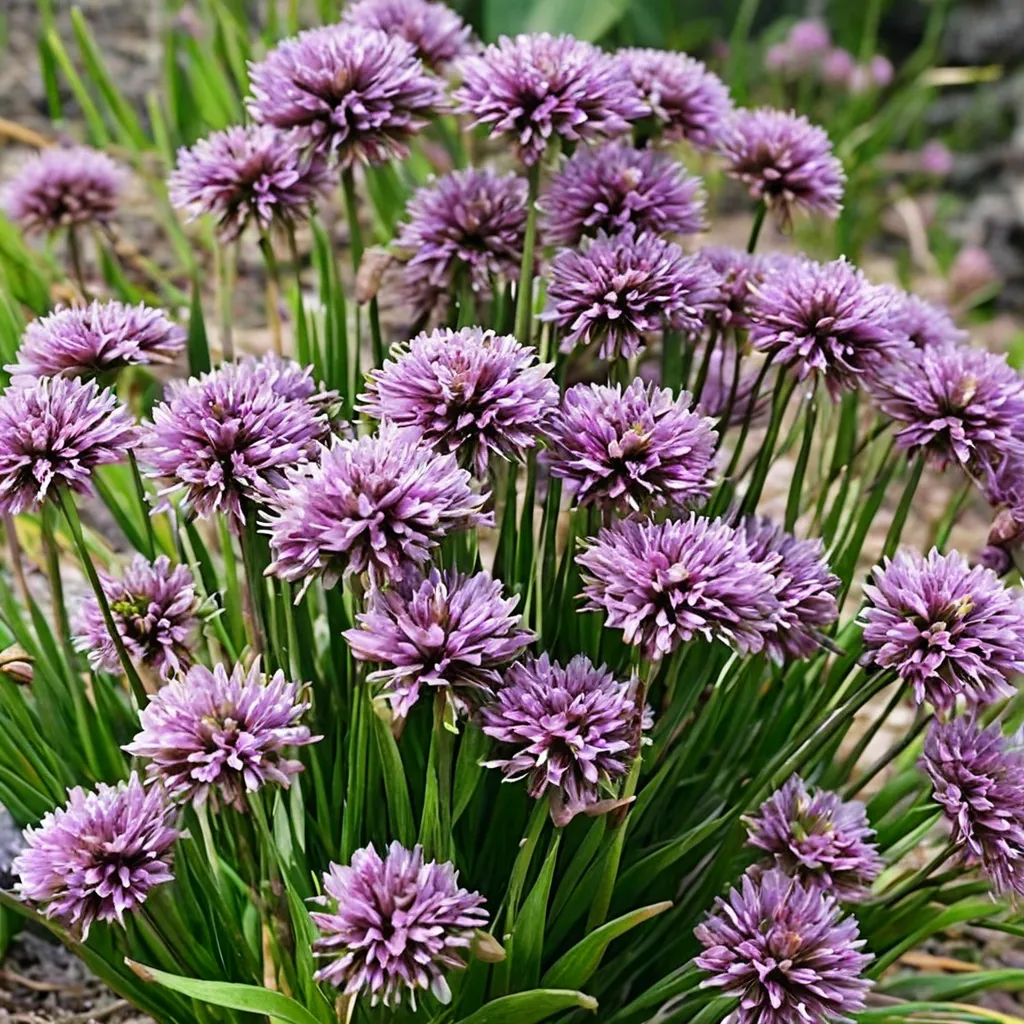 Allium Windy City