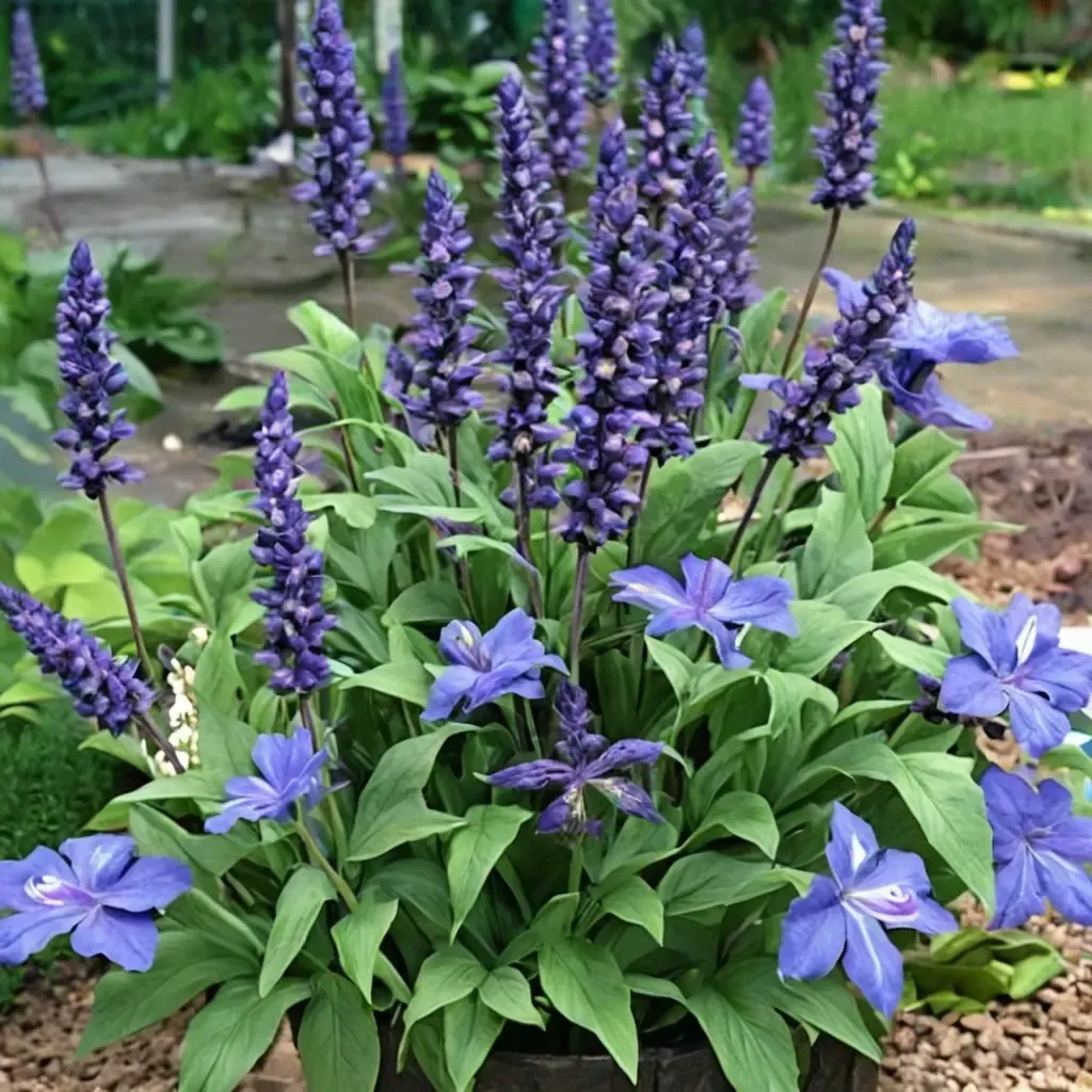 Mealycup Sage