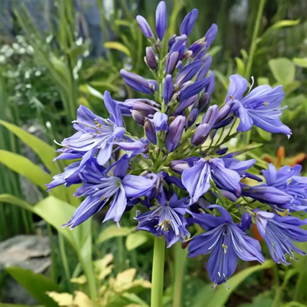 Ellamae Lily of the Nile